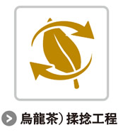 烏龍茶）揉捻工程